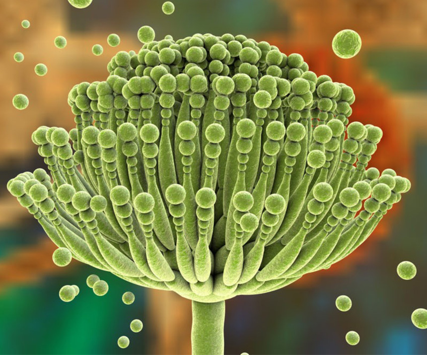 Mycotoxin-Management