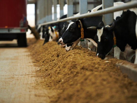 Choosing the Best Minerals for Cattle