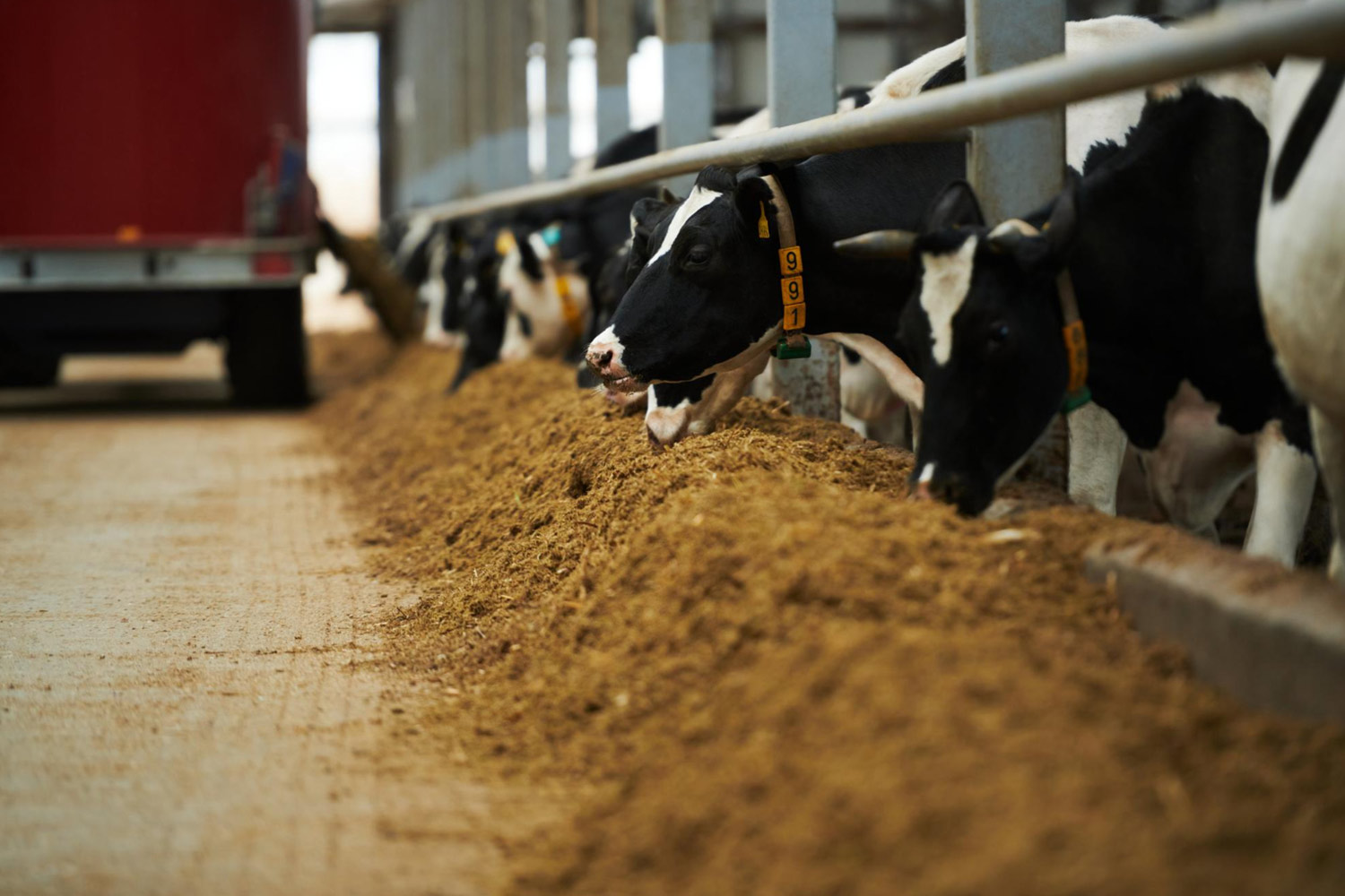 Choosing the Best Minerals for Cattle