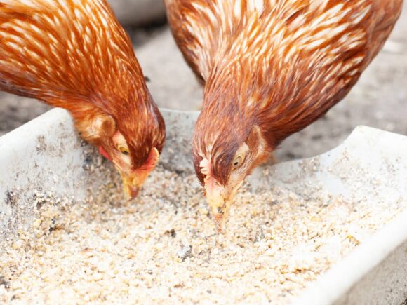 Considering Chicken Supplements? Here’s Why Multi-Vitamins Matter