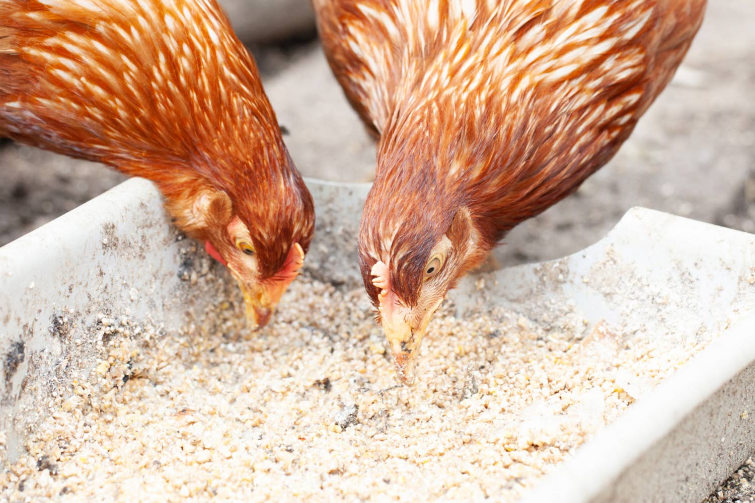 Considering Chicken Supplements? Here’s Why Multi-Vitamins Matter