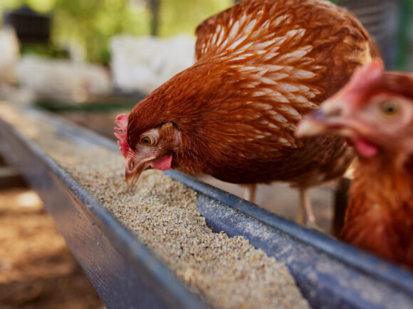 Essential Guide to Poultry Feed: Nutrition and Management