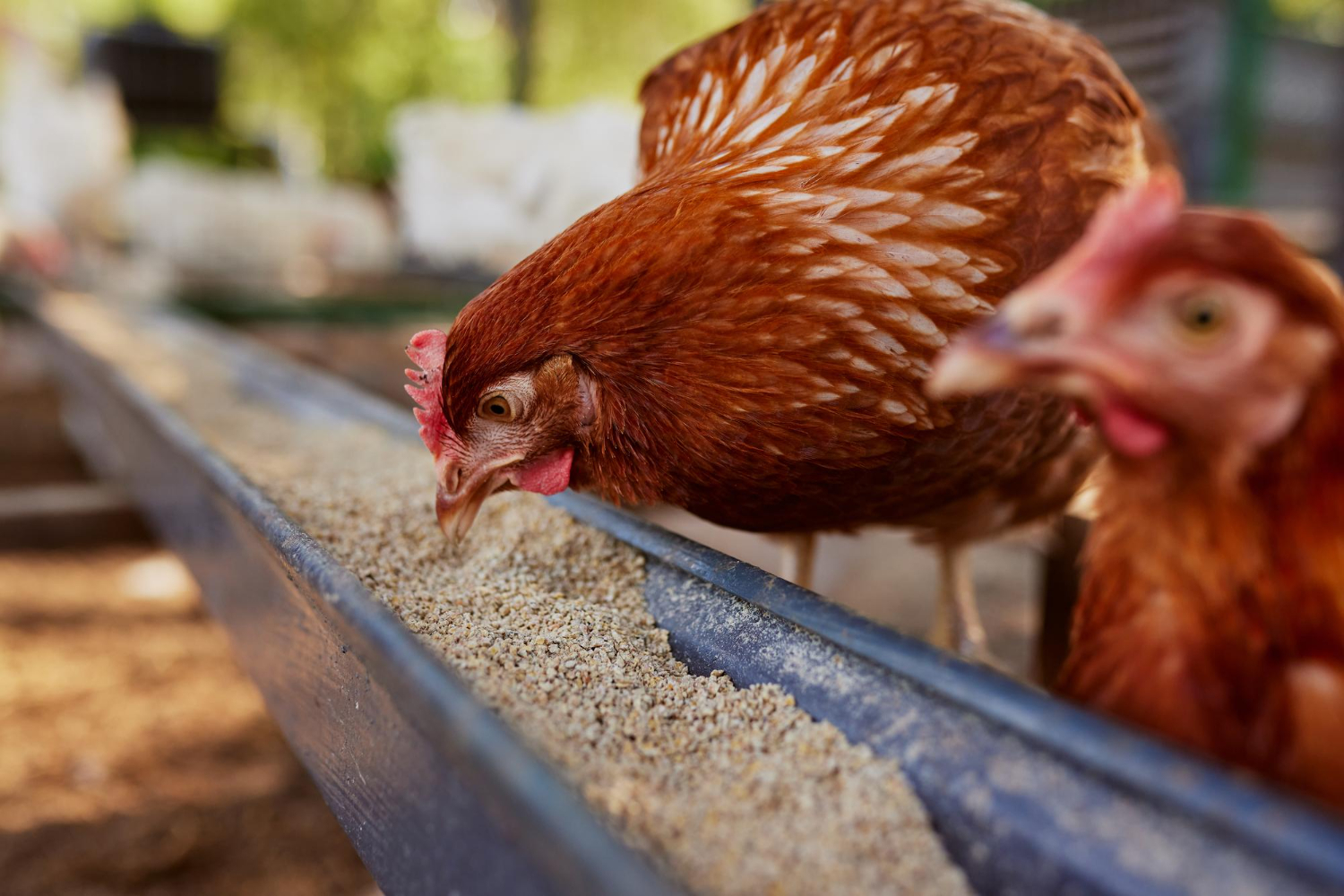 Essential Guide to Poultry Feed: Nutrition and Management