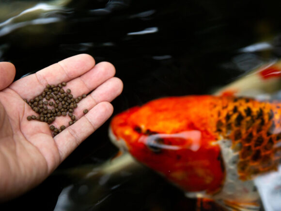 What Goes Into Quality Shrimp Feed? Formulation that works