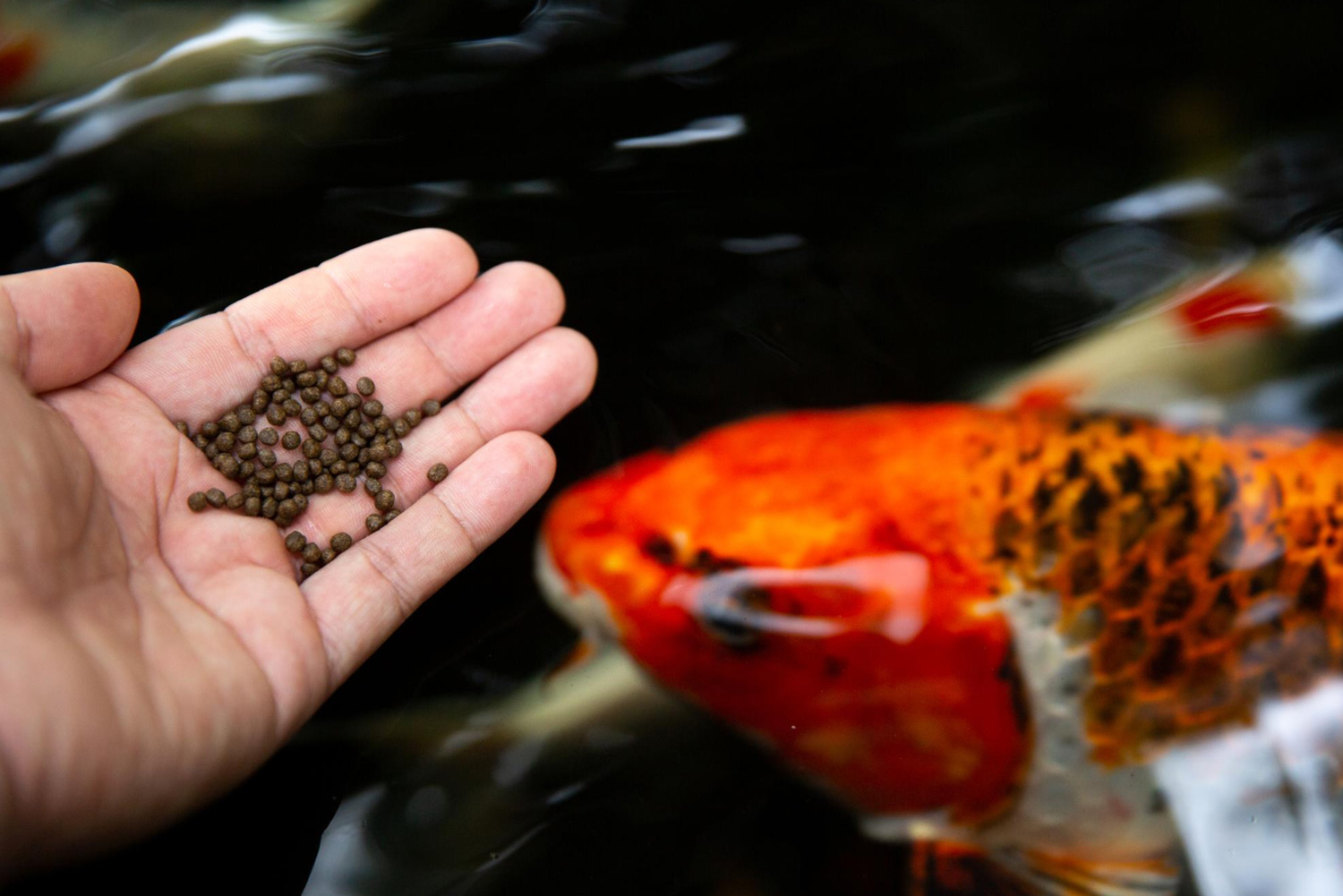 what goes into quality shrimp feed