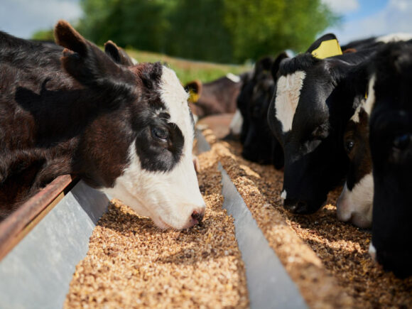 What are the benefits of feeding mineral mixture for Cows
