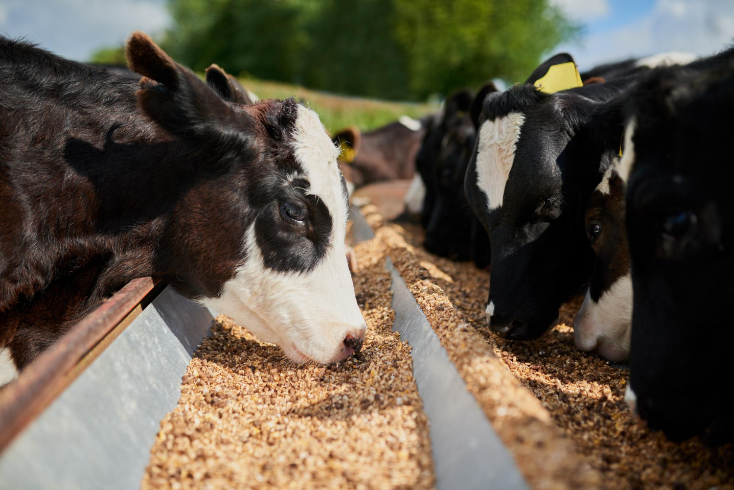 benefits of mineral mixture for cows