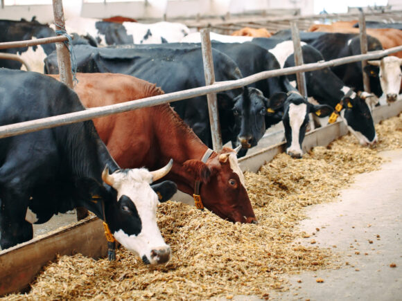 What’s in the Feed? Understanding Additives and Their Benefits