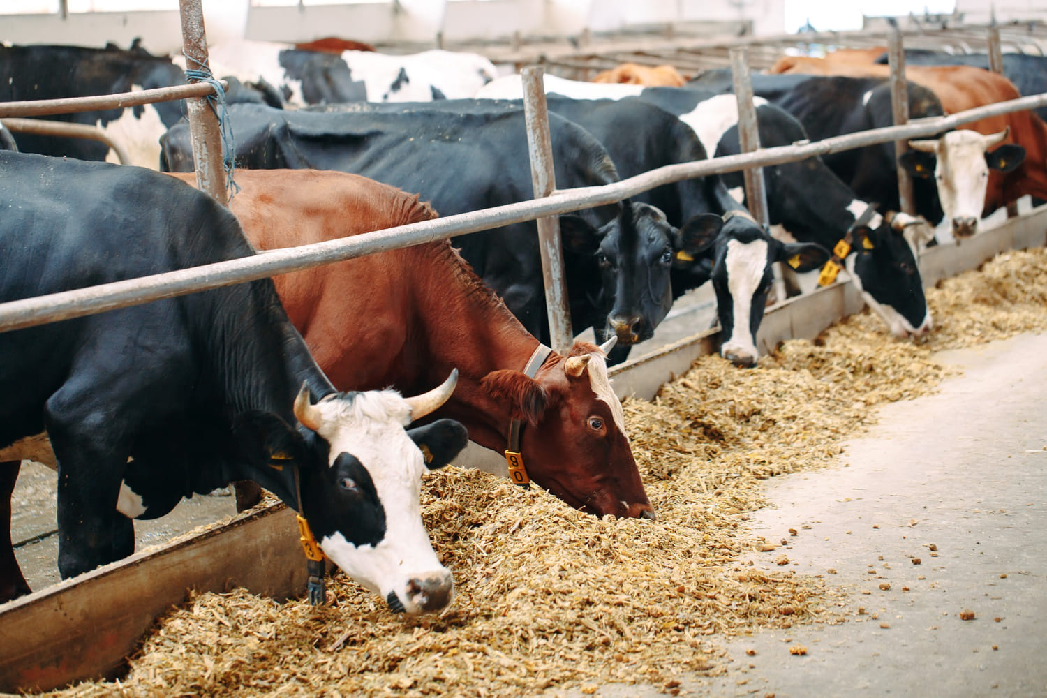 understanding feed additives and their benefits